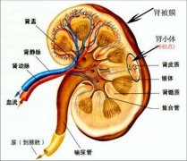 警惕:身体发出的肾虚信号